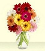 adanaya iek siparii Cam iinde kark gerbera iekleri adana ieki