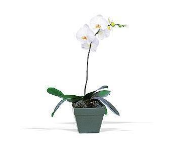 Saksıda tek dal orkide saksı çiçeği iç mekan bitkileri süs bitkisi adana çiçek hediye ürünü 