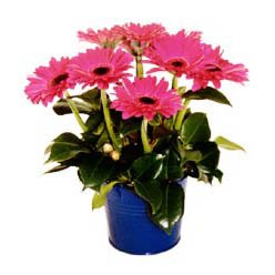 Adana iekiler Gerbera aranjman iei adana ieki