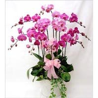 iki dal saksı orkide çiçeği salon süs bitkisi adana çiçek yollama 