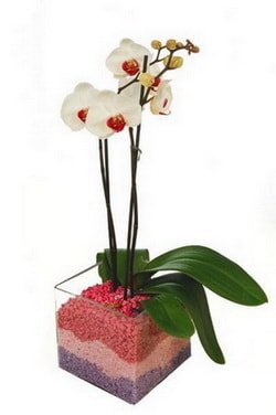 vazo içerisinde tek dal orkide çiçeği adana çiçek öğretmenler günü 