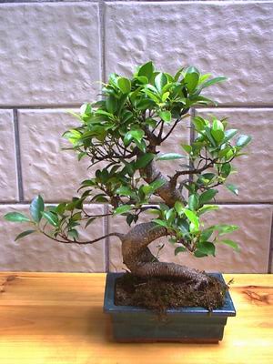çiçek yolla Bonsai küçük japon ağacı iç mekan süs bitkisi