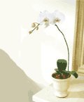 tek dal saksı orkide çiçeği salon bitkisi Kokulu mis çiçekler 
